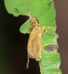 Xanthoneura telesinus