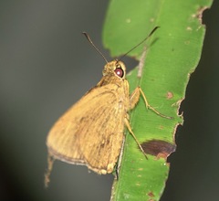 Xanthoneura telesinus