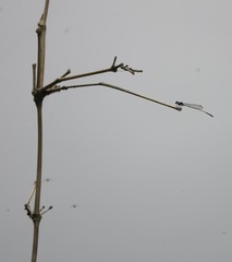 Prodasineura integra