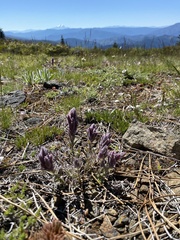 Castilleja schizotricha