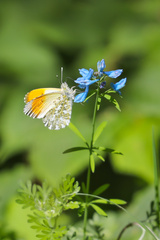 Anthocharis thibetana