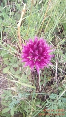 Allium sphaerocephalon