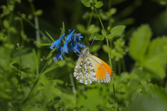 Anthocharis thibetana