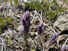 Castilleja schizotricha
