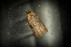 Cryptoptila crypsilopha