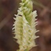 Spiranthes porrifolia - Photo (c) ralph graeser, algunos derechos reservados (CC BY-NC), subido por ralph graeser
