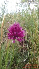 Allium sphaerocephalon