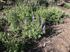 Lupinus onustus