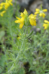 Genista hispanica hispanica