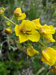 Verbascum spectabile