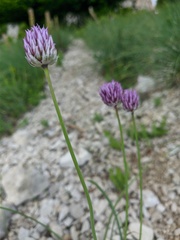 Allium nathaliae