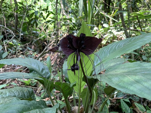 Tacca chantrieri