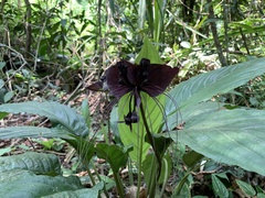 Tacca chantrieri