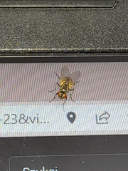 Musca domestica