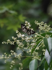 Abraximorpha davidii