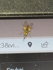 Musca domestica