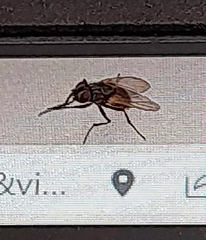 Musca domestica