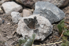 Erynnis pelias