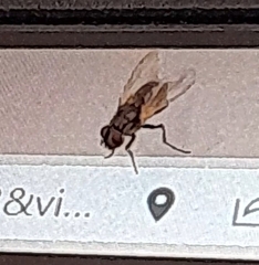 Musca domestica