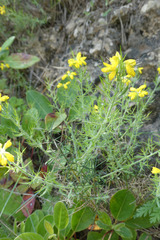 Genista hispanica hispanica