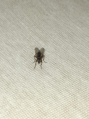 Musca domestica
