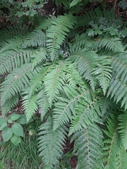 Polystichum setiferum