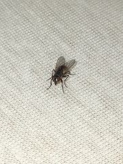 Musca domestica