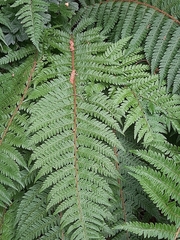 Polystichum setiferum