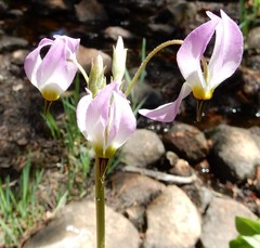 Primula jeffreyi