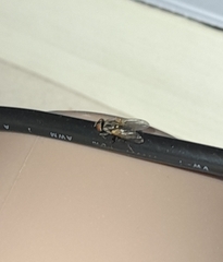 Musca domestica