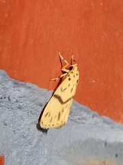 Miltochrista terminospota