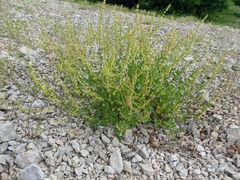 Rumex hastifolius