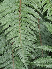 Polystichum setiferum