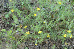 Genista hispanica hispanica