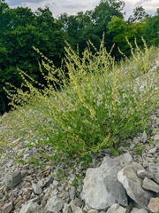 Rumex hastifolius