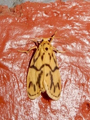Miltochrista terminospota