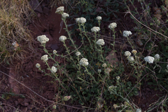 Achillea odorata