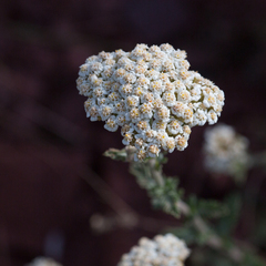 Achillea odorata