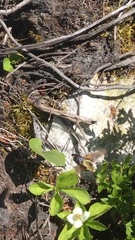 Proserpinus flavofasciata