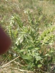 Lithospermum occidentale