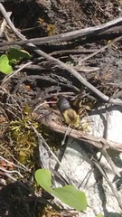 Proserpinus flavofasciata