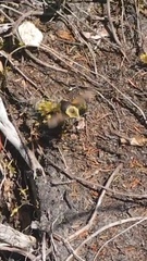 Proserpinus flavofasciata