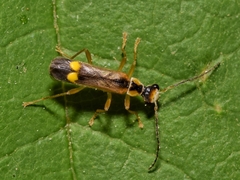 Malthinus flaveolus