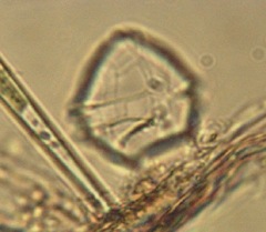 Peridinium aciculiferum