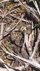 Proserpinus flavofasciata