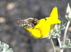 Megachile binominata