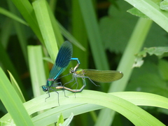 Calopteryx splendens