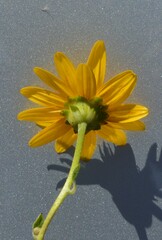 Silphium confertifolium