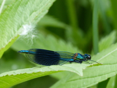 Calopteryx splendens