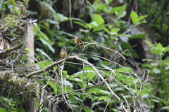 Muscicapa ferruginea